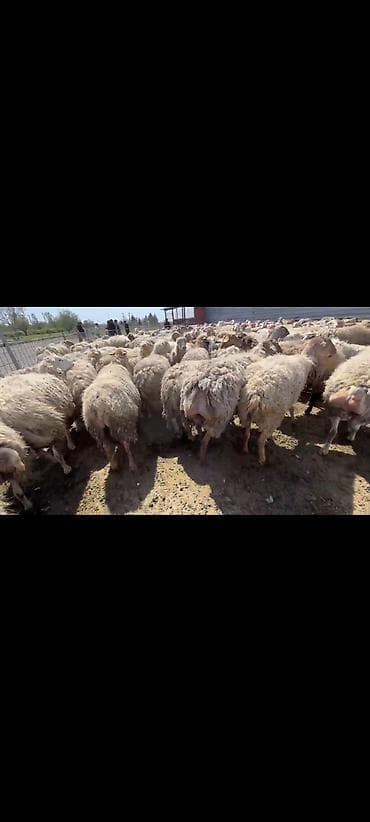 arı pətəyi satışı: Sürü satılır. barterdə mümkündü — 4