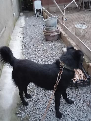 toyuq satilir: Labrador-retriver, 1 il, Erkek, Ünvandan götürmə — 3