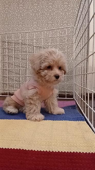 ит мурун: 3 месяца, Самка, С прививками, Самовывоз — 8