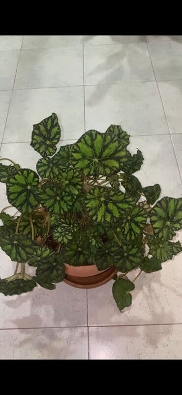 beqoniya bitkisi: Bu begoniya bitkisi iri, yaşıl və qara naxışlı yarpaqları ilə — 6