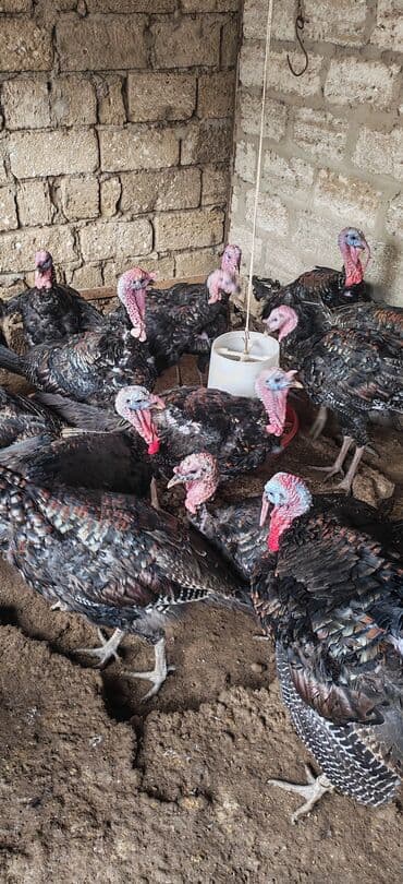 Коровы, быки: Самец, Kanada, Amerika, Для разведения, Самовывоз — 1