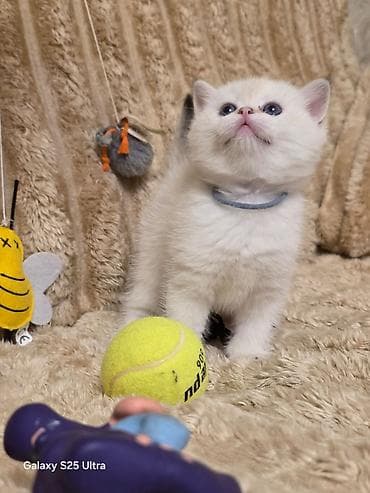 Britan lalafo.az -da Britan