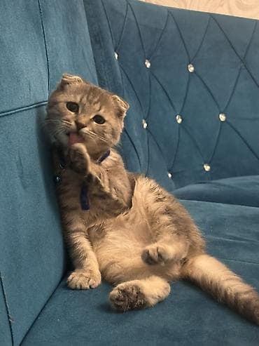 pişim: Şotland — 2