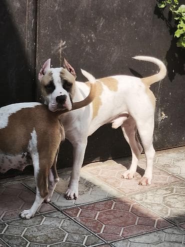 İtlər: Pitbul, 1 ay, Peyvəndli — 7