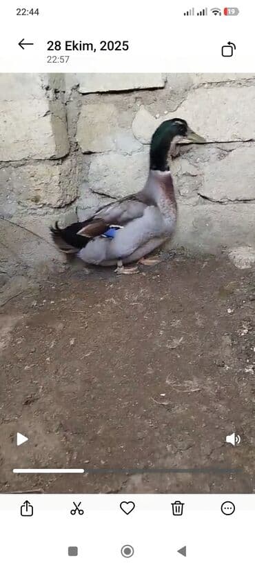 Atlar: Erkək, Damazlıq, Ödənişli çatdırılma — 2