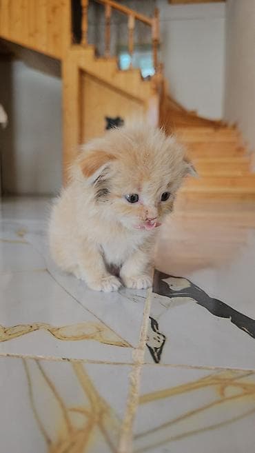 erkek quzular: Cinsi Şotland. 2 sidə erkək. biri tüklü. 1 aylıq. xaricə getdiyim — 7