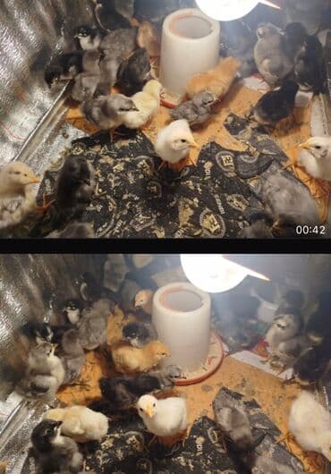 bala it sekilleri: Toyuq cücələri, Damazlıq, Ünvandan götürmə — 1