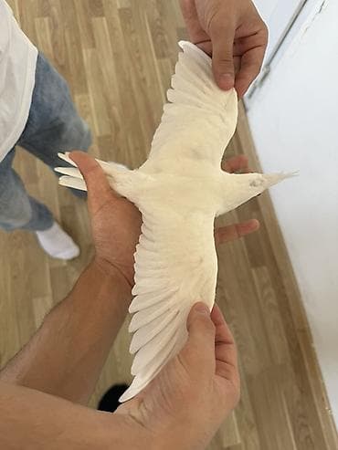 kakadu quşu: Ağ rəngli nimfa tutuquşu (cockatiel) – tam ağ lələk örtüyü, başda xas — 2