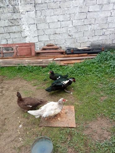 gence toyuq cuce: Lal ordey satlir cavandi 3 maya 1,erkey 4denesi 90asaqi yeri var — 2