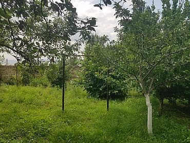 bunud torpaq: 6 sot, Tikinti, Mülkiyyətçi, Kupça (Çıxarış) — 4