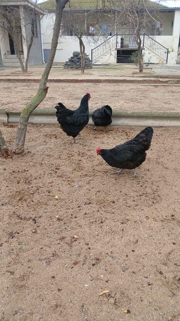 Toyuqlar: Toyuq, Australorp, Yumurtalıq, Ünvandan götürmə — 4