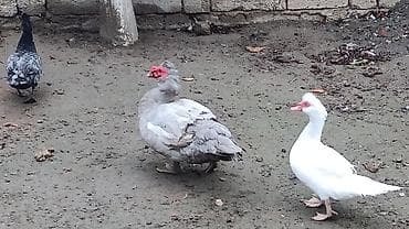 Erkək, Damazlıq, Ödənişli çatdırılma