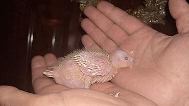 Korella albinos bala
15 AZN