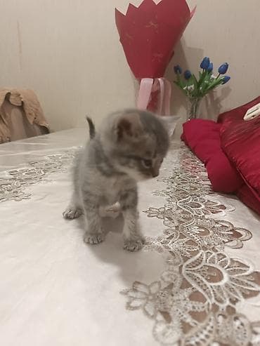 shotland pisik: Boz rəngli balaca pişik balaları - Növ: Ev pişiyi (qısa tüklü — 8
