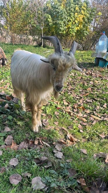 Erkək, il: 1, 27 kq, Damazlıq, Ünvandan götürmə, Ödənişli çatdırılma, Rayonlara çatdırılma