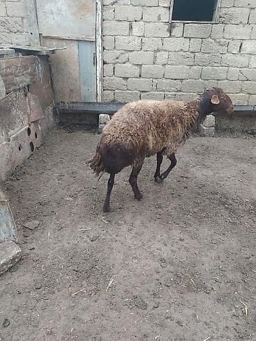 qala qoçu: DAMAZLIQ QALA QOÇU SATILIR 2 YAŞI VAR KEÇƏN İLKİ TOĞLUDUR REAL ALICI — 8