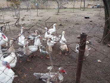 cins inekler: Erkək, Damazlıq — 4