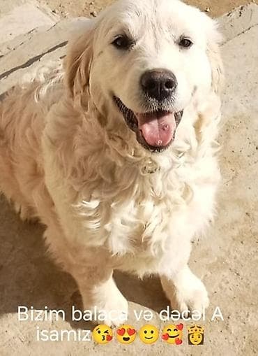 quduzluq peyvendi: Retriever — 3