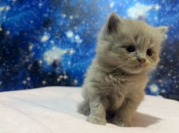 купить шотландского котенка: Шотландская, Самец, В добрые руки — 1