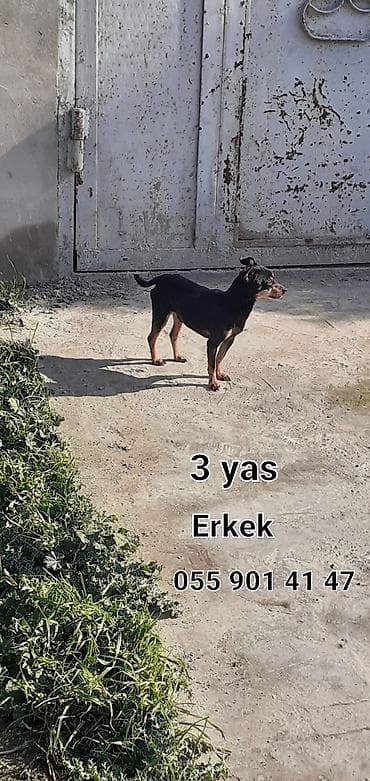 xususi heyvan adlari: Miniatür pinçer, 3 il, Erkek — 1