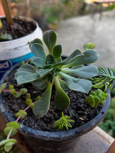 ev qizdiricilari: Xalça — 63