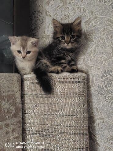 золотая шиншилла котенок: Qızıl şinşilla — 2