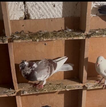 Gəmiricilər: Satilir erkeydi miz kəkil saz heyvandi👍🧿🤝 — 2