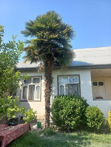 evkalipt ağacı satilir: Trachycarpus fortunei (yelpənək yarpaqlı xurma) ağacı - Hündürlük — 1