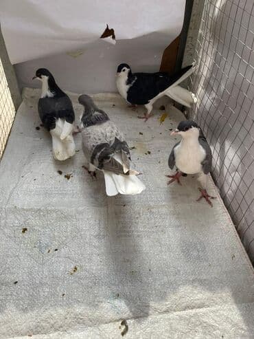 4 eded delfin göyercini sağlam heyvanlardir qiymet 60 manat qiymet 4