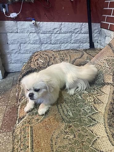 cau cau iti: Pekines, 11 ay, Dişi — 2