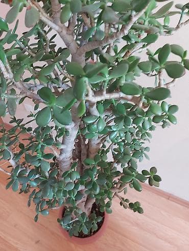 pul agaci: Pul ağacı (Krassula) Möhtəşəm şaquli formaya malik yetişkin Pul ağacı — 4