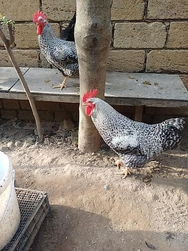 iri buynuzlu heyvan: Məhsul: Australorp,Amarok xoruzlar satilir Təsvir: - Rəng palitrası — 8