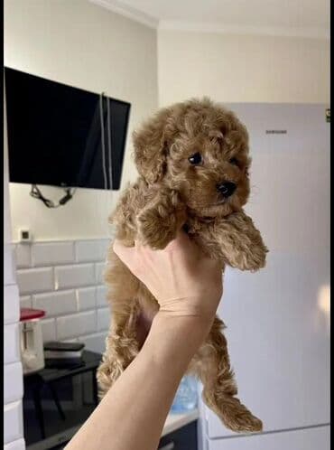 сколько стоит миниатюрный пудель: Пудель — 2