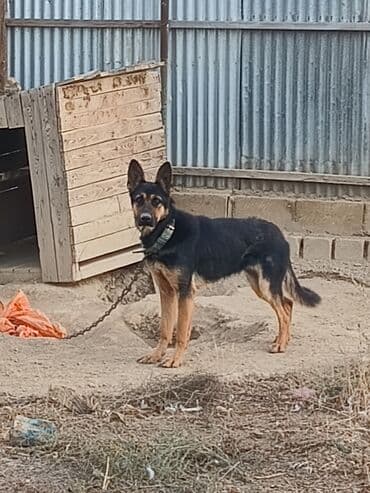 İtlər: Alman çoban iti, 1 il, Dişi — 3