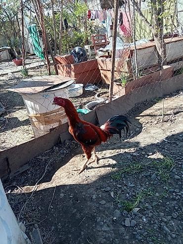 Heyratii xoruz .1 yaşdan biraz artıqdı dava görməyib hələ