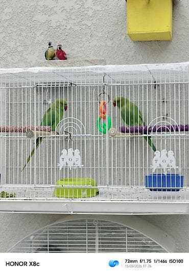 gencede heyvanlar: Təzə cute düşürlər sağlam baxımlı və iri quwlardi — 1