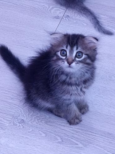 bengal cat: Britan yastı qulaq, Erkək, Dişi, Ünvandan götürmə, Ödənişli çatdırılma — 2