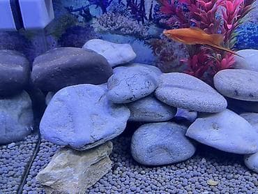 akvarium baliqlari: Akvaryum üçün dekorativ çay daşları dəsti texmini el içi boyda — 3