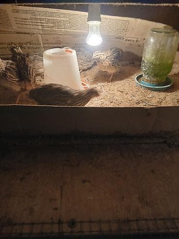 arpa bugda satisi: Ev Bildirçini.15 ədəd yumurlayan dişi.5 ədəd erkək.Üstündə qəfəsi — 2