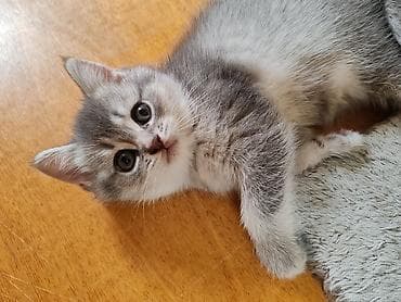 Britan, Dişi, Yaxşı əllərə, Ünvandan götürmə