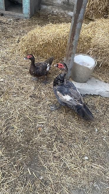 ev itderi: Cutu 65 manat ….Muscovy ördəkləri (indoutka) – 2 baş - Cins: Muscovy — 1