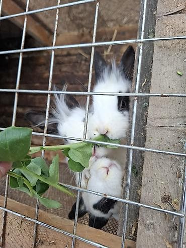 Uzun tüklü, xallı dekorativ dovşan balaları - Növ: dekorativ/ev