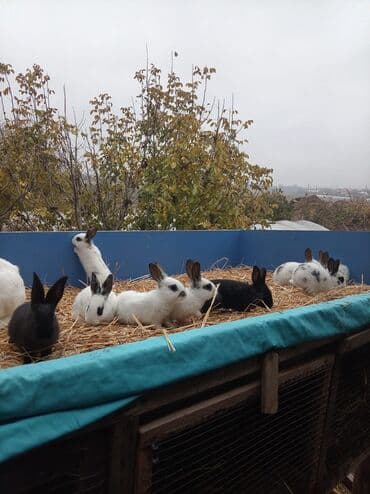 Грызуны: Məhsul: Dekorativ ev dovşanları (bir neçə rəng və naxışda) Təsvir: - — 2