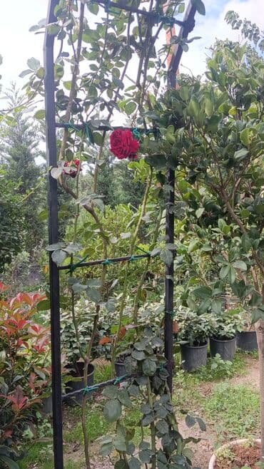 iş elanları gence 2023: Bağban, 29 il, 6 ildən artıq təcrübə — 3