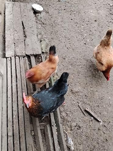 cins keci: Toyuq, Damazlıq — 8