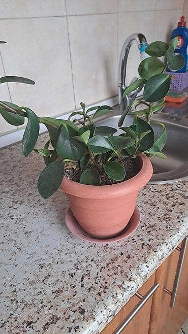 Gübrələr: Bitki — 1