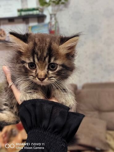 шиншилла котенок купить: Шиншилла, Самец — 1