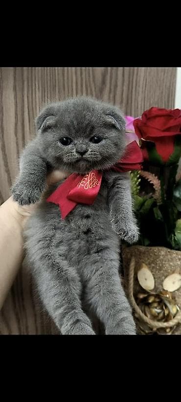 Şotland yastı qulaq, Dişi lalafo.az -da Şotland yastı qulaq, Dişi