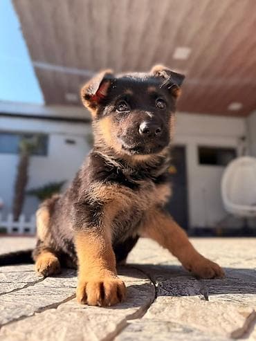 yevropeyski afcarka: Alman çoban iti — 5