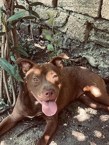 xaski iti satisi: Pitbul, Dişi — 1